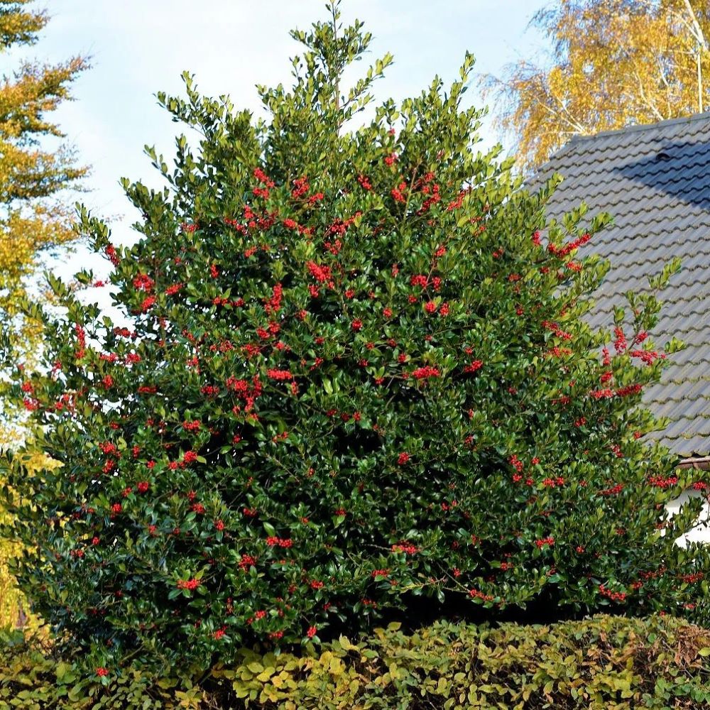 Magyal, termős (Ilex aquifolium 'Alaska')