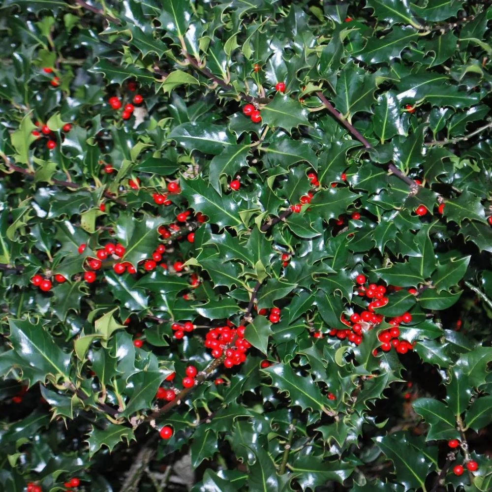 Magyal, termős (Ilex aquifolium 'Alaska')