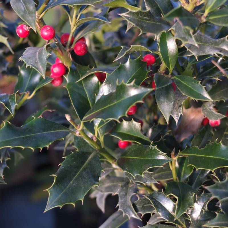 Magyal, termős (Ilex aquifolium 'Alaska')
