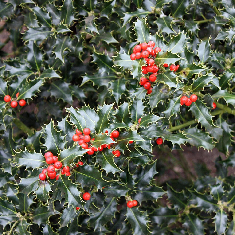 Magyal, termős (Ilex aquifolium 'Alaska')