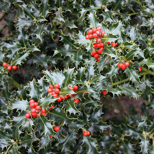 Magyal, termős (Ilex aquifolium 'Alaska')
