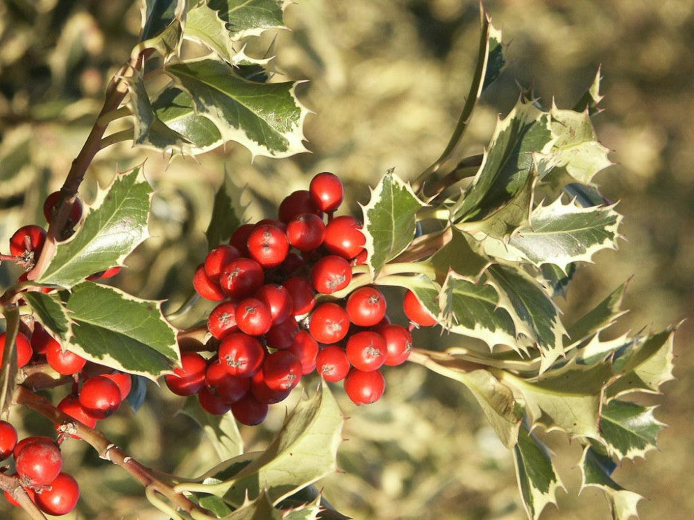 Magyal (Ilex aquifolium 'Argenteomarginata')