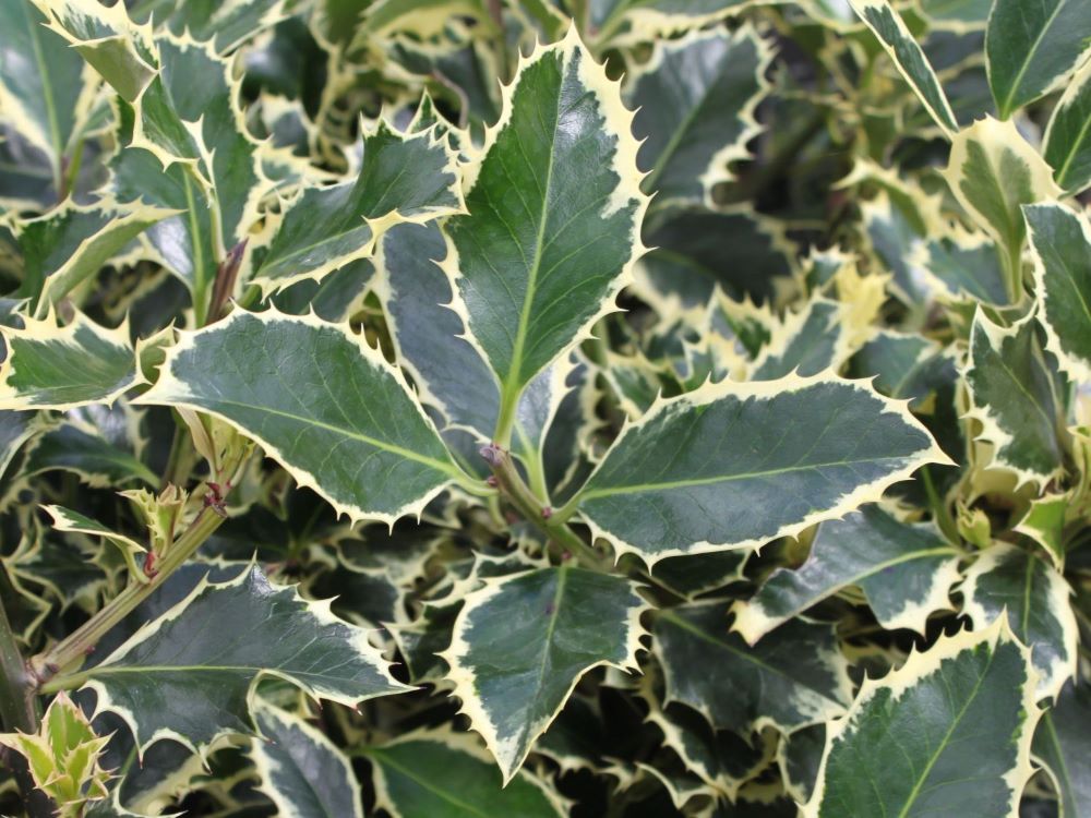 Magyal (Ilex aquifolium 'Argenteomarginata')