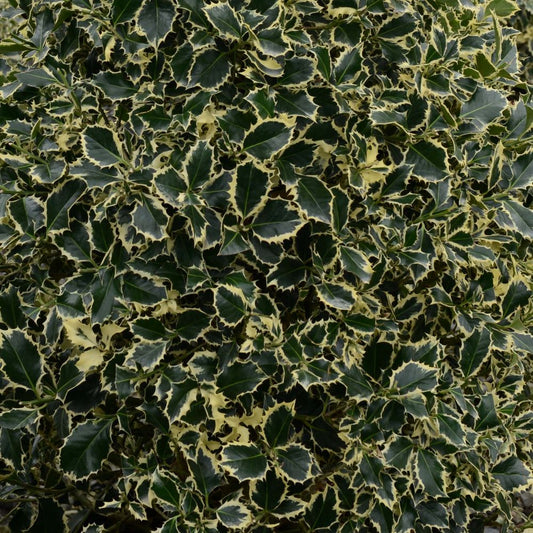 Magyal (Ilex aquifolium 'Argenteomarginata')