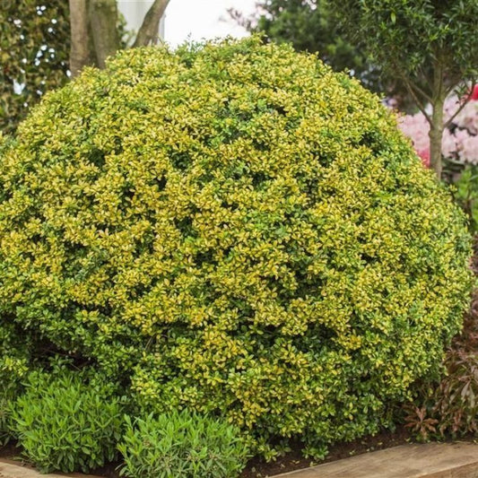 Csipkéslevelű magyal (Ilex crenata 'Golden Gem')