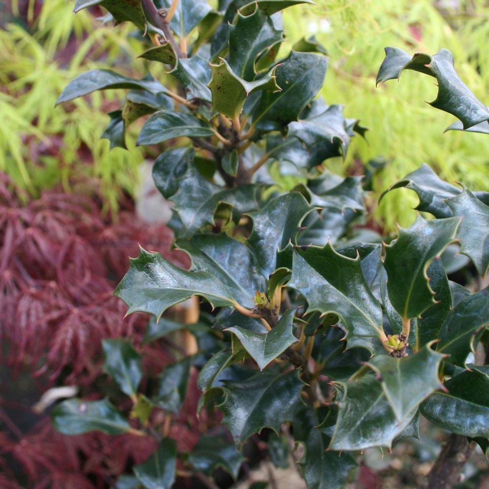 Kék magyal, termős (Ilex meserveae 'Blue Angel')