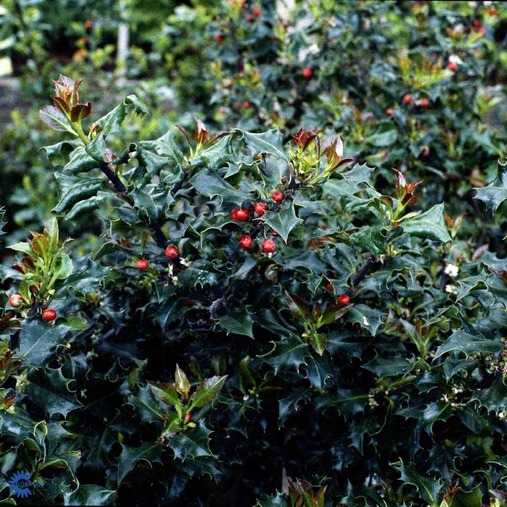 Kék magyal, termős (Ilex meserveae 'Blue Angel')