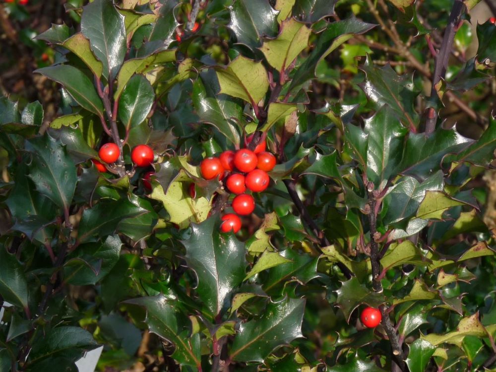 Kék magyal, termős (Ilex meserveae 'Blue Angel')