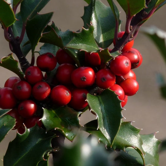 Kék magyal, termős (Ilex meserveae 'Blue Angel')