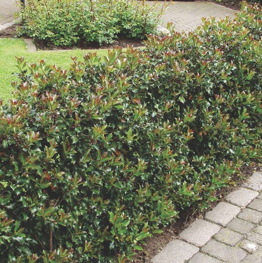 Kék magyal, porzós (Ilex meserveae 'Blue Prince')
