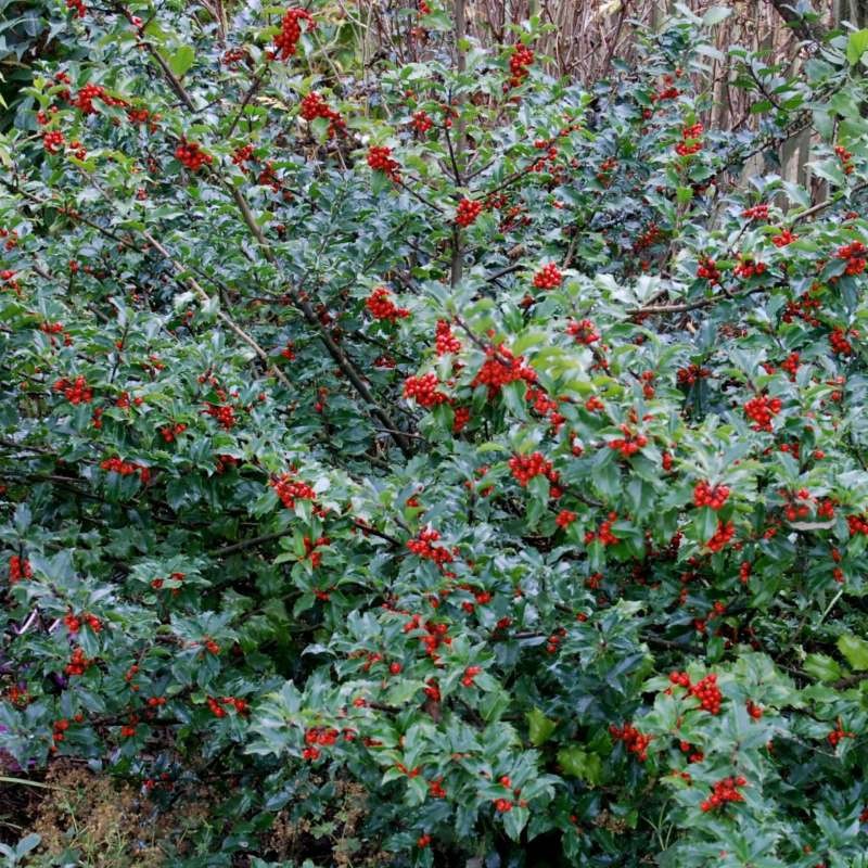 Kék magyal, termős (Ilex meserveae 'Blue Princess')