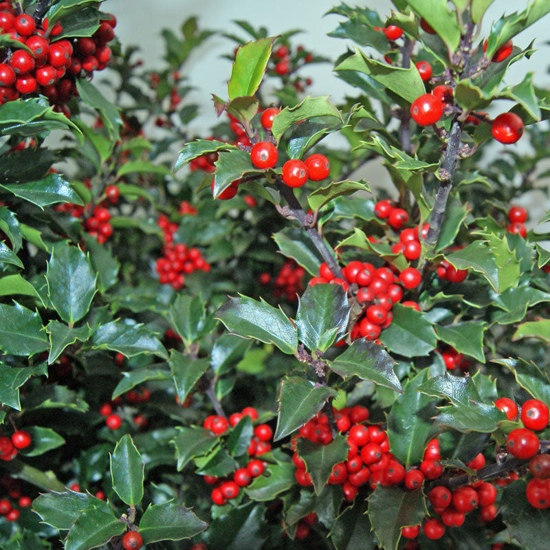 Kék magyal, termős (Ilex meserveae 'Blue Princess')