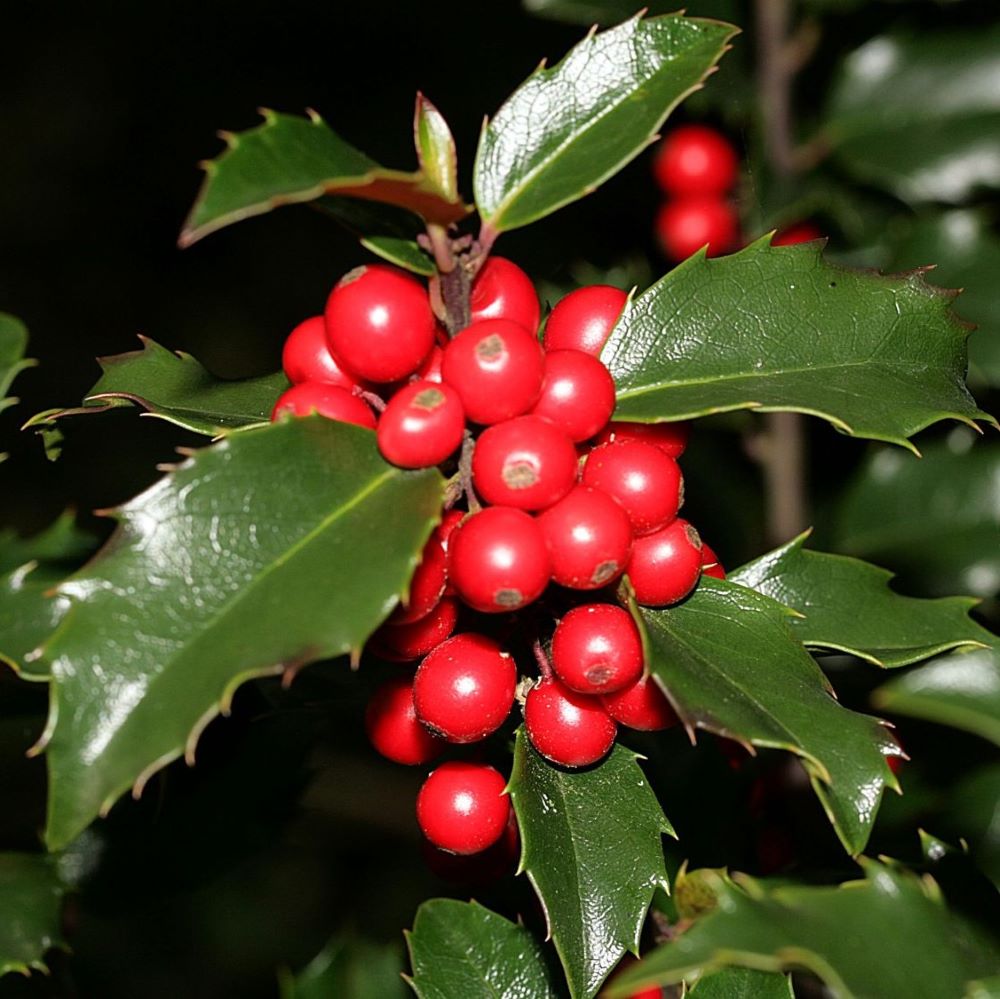 Kék magyal, termős (Ilex meserveae 'Blue Princess')