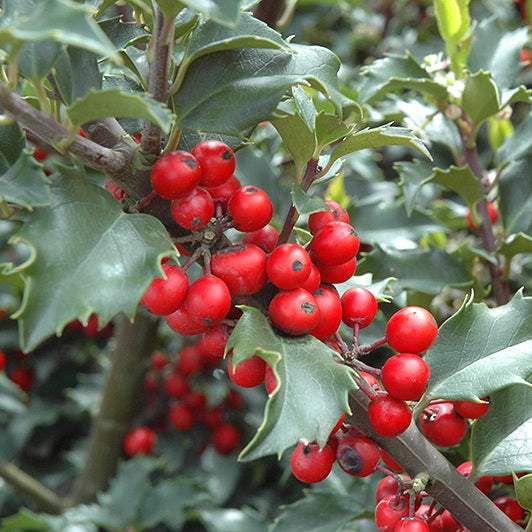Kék magyal, termős (Ilex meserveae 'Blue Princess')