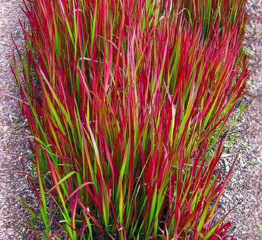 Alangfű (Imperata cylindrica 'Red Baron')