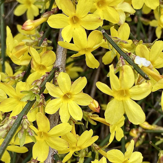 Téli jázmin (Jasminum nudiflorum)