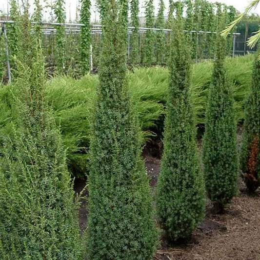Közönséges boróka (Juniperus communis 'Arnold')