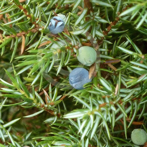Ír boróka (Juniperus communis 'Hibernica')