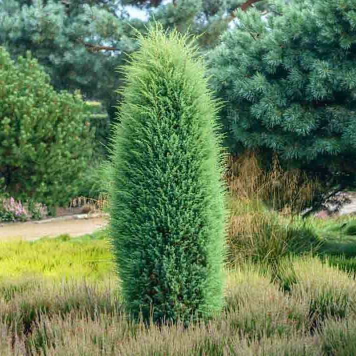 Ír boróka (Juniperus communis 'Hibernica')