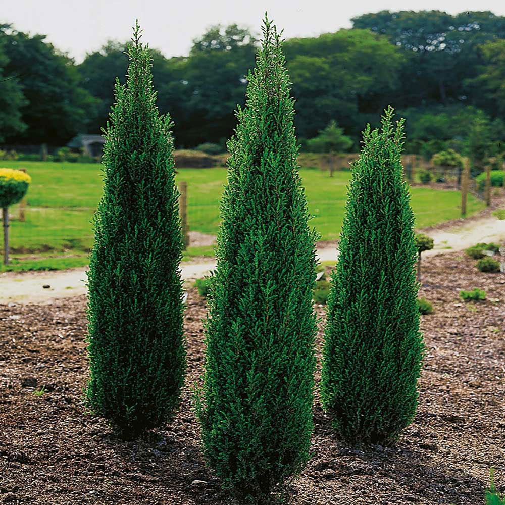 Ír boróka (Juniperus communis 'Hibernica')