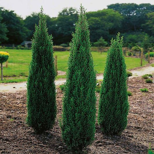 Ír boróka (Juniperus communis 'Hibernica')
