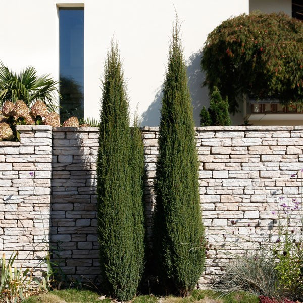 Ír boróka (Juniperus communis 'Sentinel')