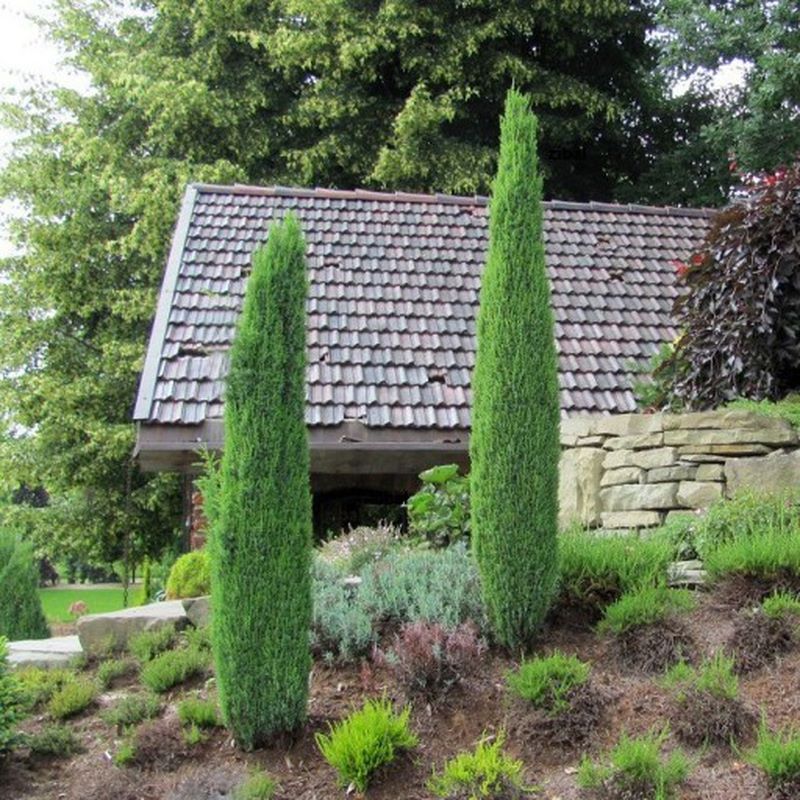 Ír boróka (Juniperus communis 'Sentinel')