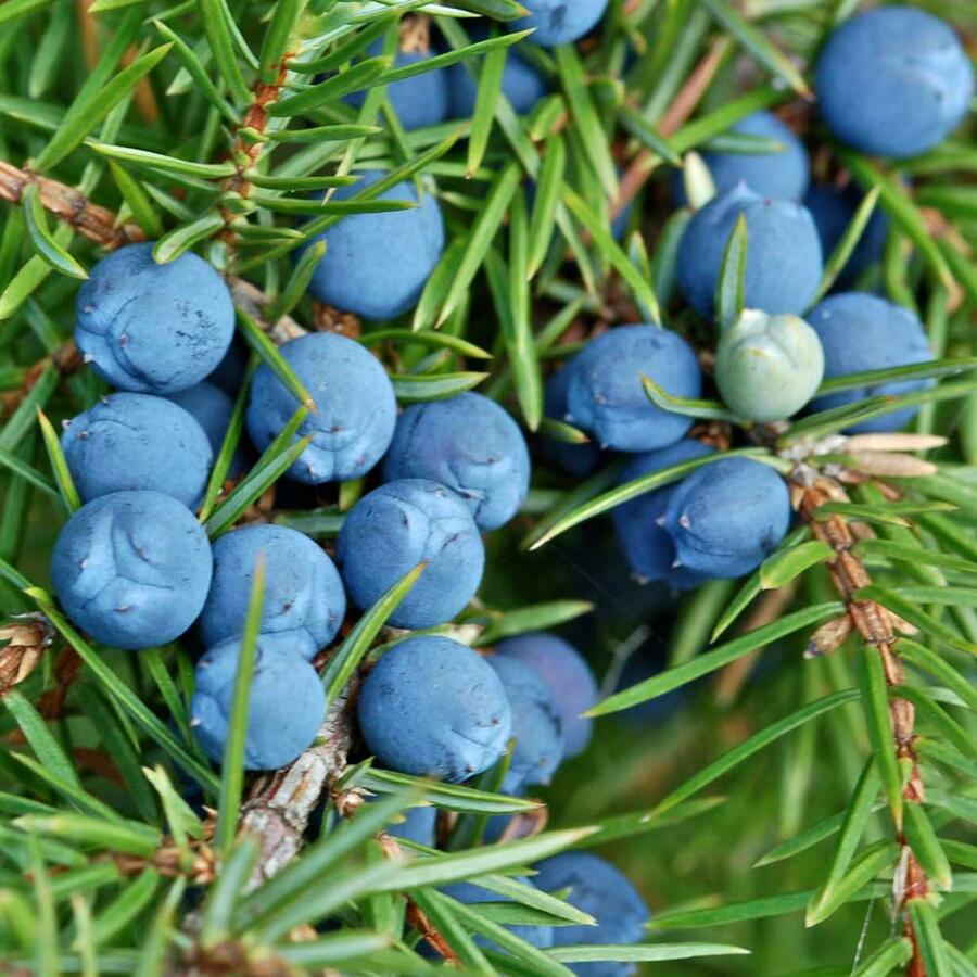 Ír boróka (Juniperus communis 'Sentinel')