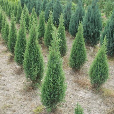 Ír boróka (Juniperus communis 'Sentinel')