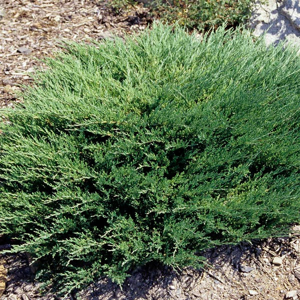 Terülő henyeboróka (Juniperus horizontalis 'Andorra Compacta')