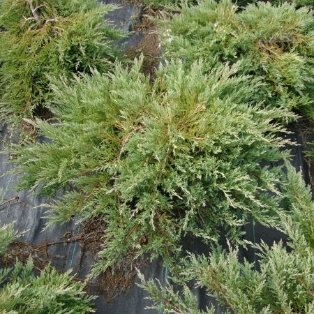 Terülő henyeboróka (Juniperus horizontalis 'Andorra Compacta')