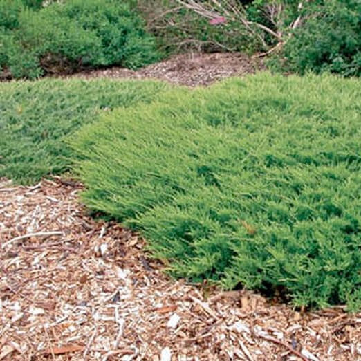 Terülő henyeboróka (Juniperus horizontalis 'Andorra Compacta')