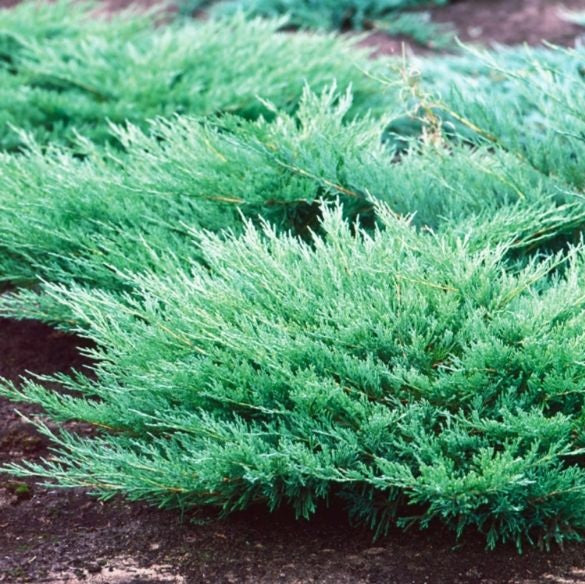 Terülő henyeboróka (Juniperus horizontalis 'Andorra Compacta')