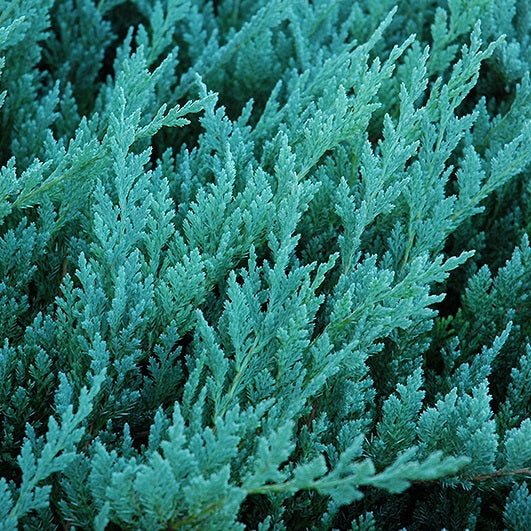 Terülő henyeboróka (Juniperus horizontalis 'Blue Chip')