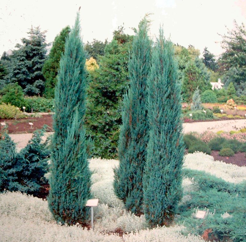 Oregoni boróka (Juniperus scopulorum 'Blue Arrow')