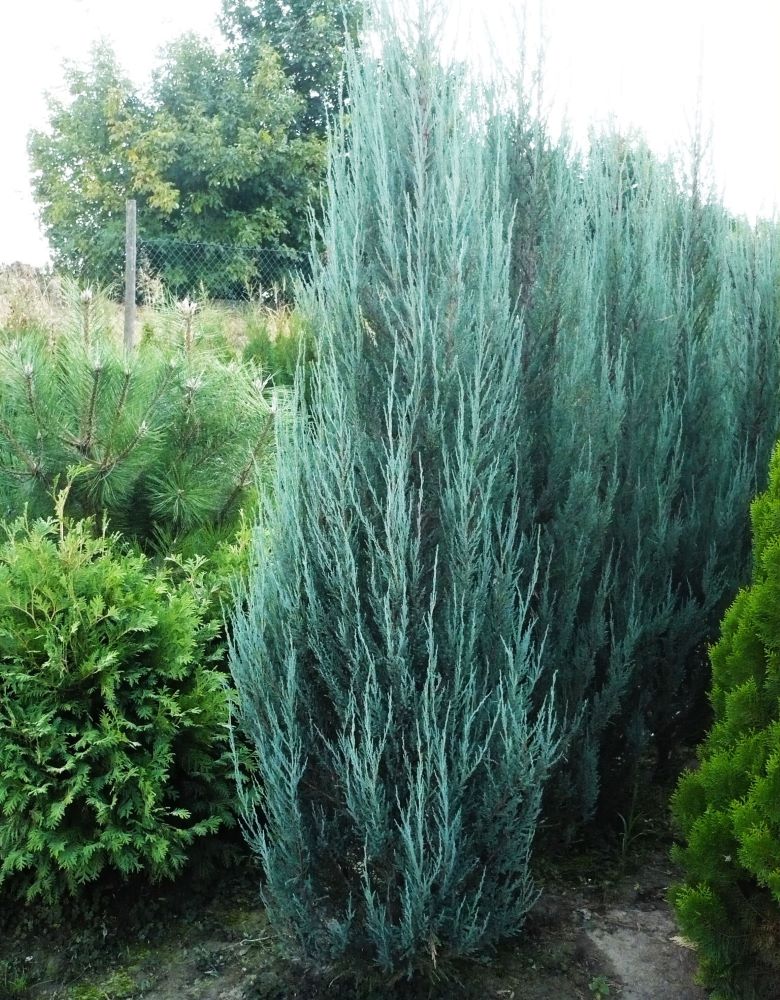 Oregoni boróka (Juniperus scopulorum 'Blue Arrow')