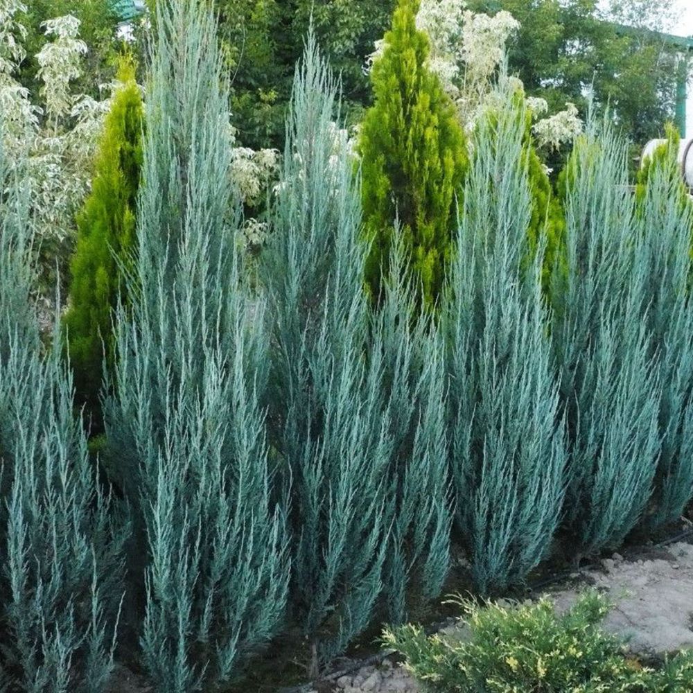 Oregoni boróka (Juniperus scopulorum 'Blue Arrow')