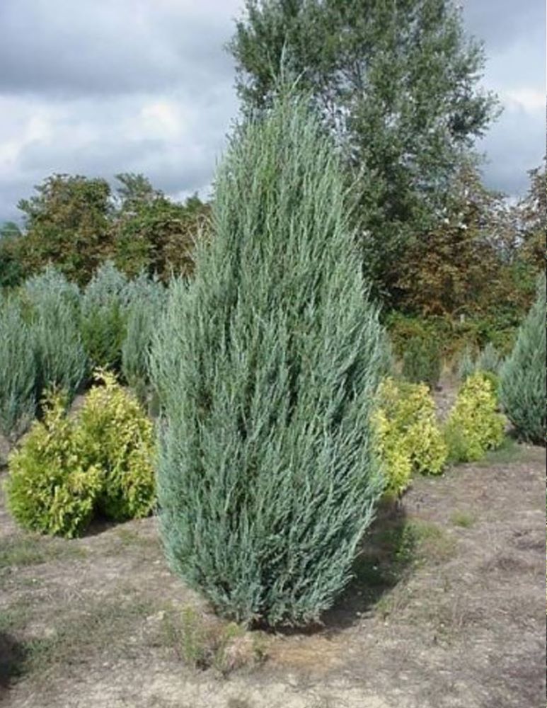 Oregoni boróka (Juniperus scopulorum 'Blue Arrow')