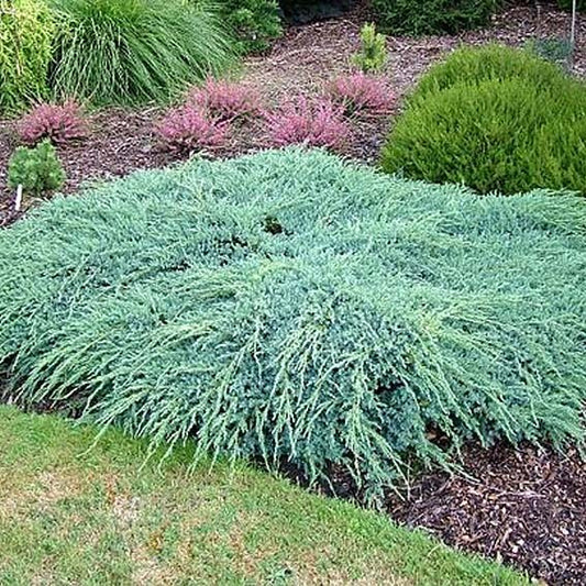 Kúszó boróka (Juniperus squamata 'Blue Carpet')