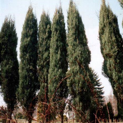 Boróka (Juniperus virginiana 'Skyrocket')