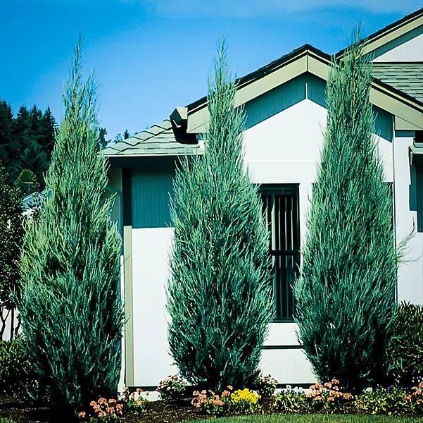 Boróka (Juniperus virginiana 'Skyrocket')