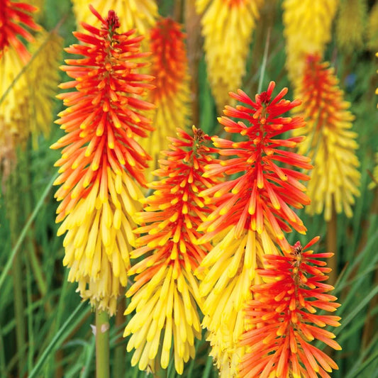 Fáklyaliliom (Kniphofia 'Flamenco')