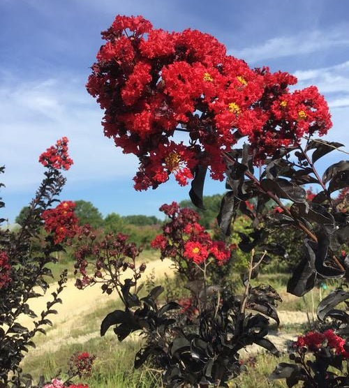 Kínai selyemmirtusz (Lagerstroemia 'BLACK DIAMOND® Best Red'®)