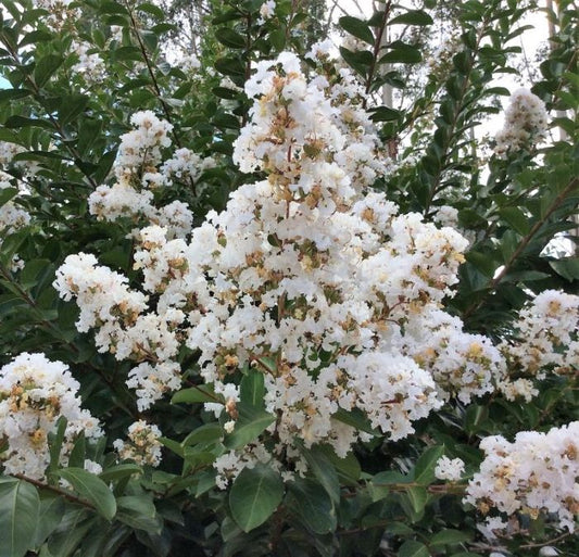 Kínai selyemmirtusz (Lagerstroemia hybrida 'Acoma')