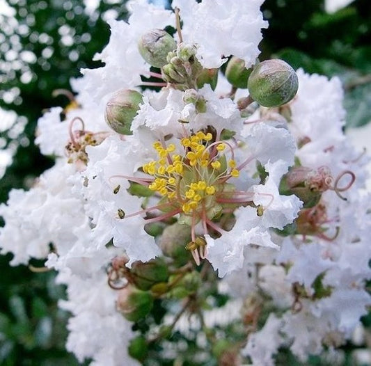 Kínai selyemmirtusz (Lagerstroemia hybrida 'Natchez')