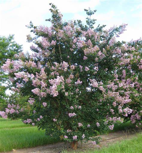 Kínai selyemmirtusz (Lagerstroemia indica 'Apalachee')