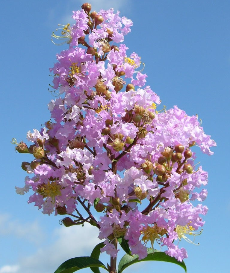 Kínai selyemmirtusz (Lagerstroemia indica 'Apalachee')