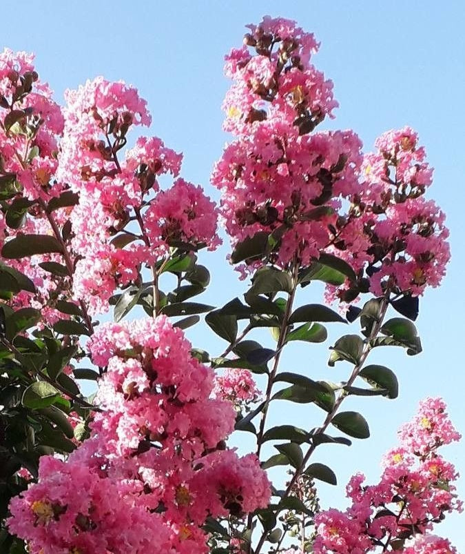 Kínai selyemmirtusz (Lagerstroemia indica 'Apalachee')