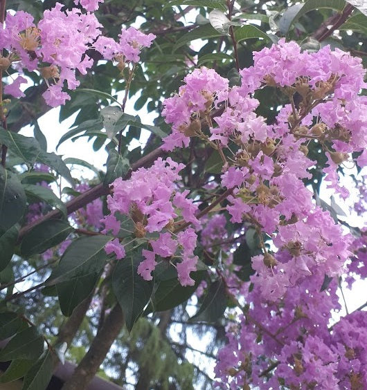 Kínai selyemmirtusz (Lagerstroemia indica 'Apalachee')