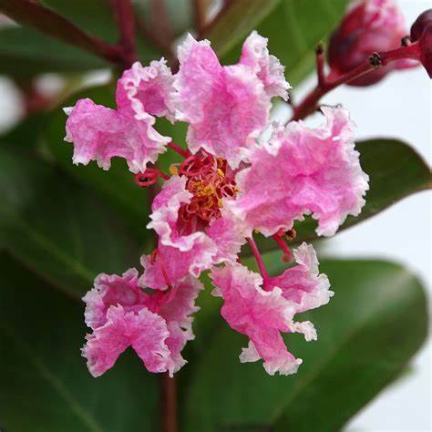 Kínai selyemmirtusz (Lagerstroemia indica 'Berlingot Menthe')
